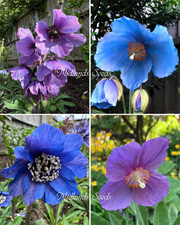 Beautiful mix of Himalayan poppies 200+ Meconopsis horridula, baileyi, Lingholm 