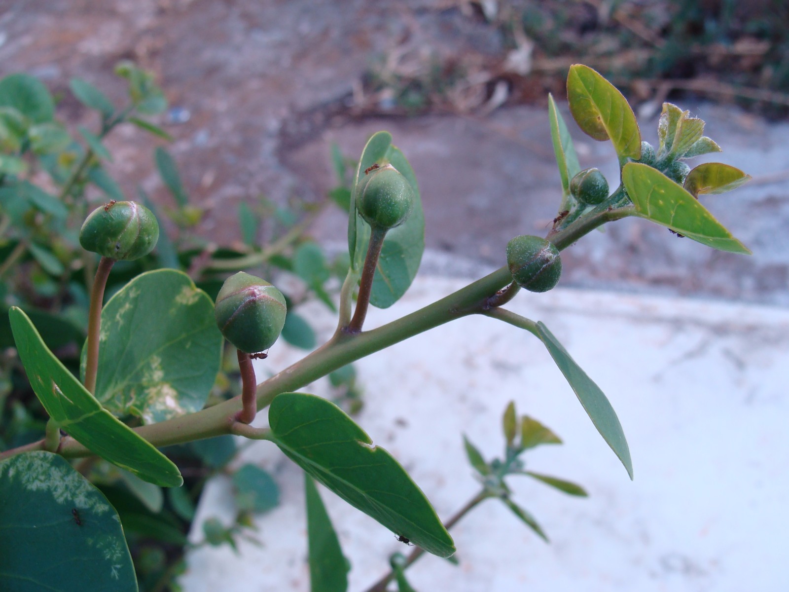 10 CAPER BUSH SEEDS(CAPPARIS SPINOSA); Edible fruit eBay