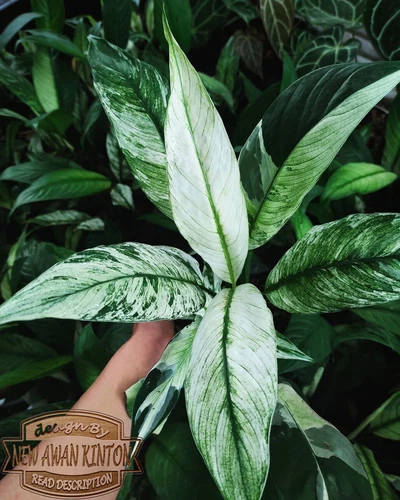 Spathiphyllum Peace Lily Variegated Free Phyto