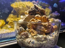 8 lbs Live Reef Sand & Rock Mix with Shells – Cycled Lazy Reefer Substrate