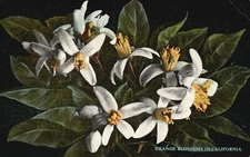 Orange Blossoms In California Western Publishing Novelty Vintage Postcard