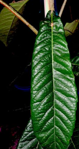 4 Live Loquat Tree Cuttings 6” + Leaf Stem Scions DIY Medlar Plum 枇杷 びわ Edible - Picture 2 of 5