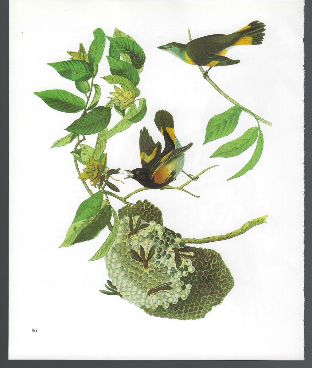 【リトグラフ】オーデュボン「アメリカの鳥類」NO.15 PL.71 単葉 初版 51tvIHu0yoL._AC_SY200_QL15_.jpg
