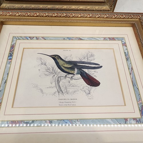 4 Vintage Native Birds Art Print Pictures. Throchilus Mango, Stokesil 11.5"x9.5" - Picture 10 of 10