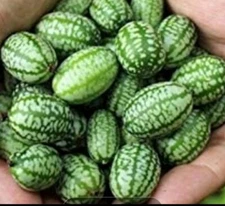 Cucamelon Mouse Melon Kids Love Growing Mini Melons 25 Seeds Organic Family Farm