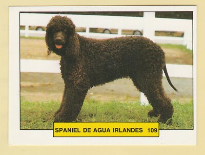 Hunde - Spanish Trade Trading Card um 1981 Merchante #109 Irish Water Spaniel