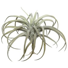 Vickerman 10.5" Plastic Artificial Tillandsia Pick in Gray