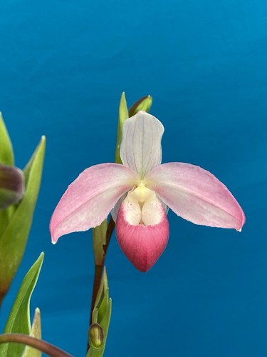 Phragmipedium Elizabeth March Raspberry Pink Orchid 2 SPIKES Four New ...
