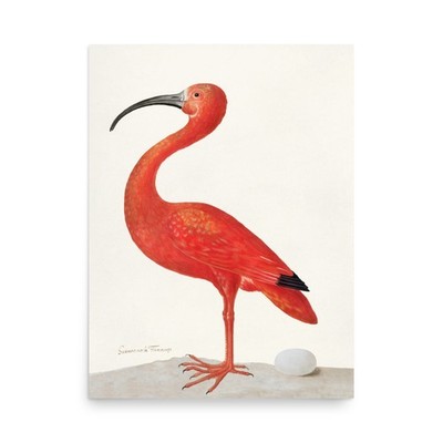 Scarlet Ibis with an Egg Maria Sibylla Merian Wall Art Vintage