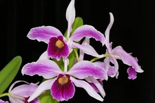 Laelia (Cattleya) purpurata #1, in sheath