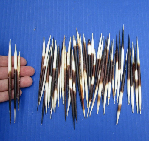 50 piece lot  Semi-Clean South African Porcupine Quills 3 to 5 inches  #(S)