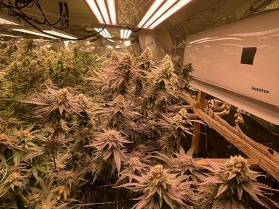 ELECTRIC SKY ES300 V3 Wideband LED Grow Light (330W 100-240-277VAC 50/60Hz)