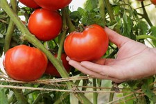 50 Red Beefsteak Tomato Seeds. Organic. USA Seeds. Ships free