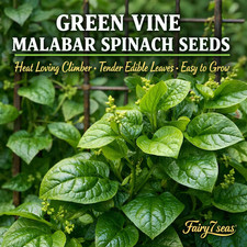 Green Vine Malabar Spinach Seeds – Heat-Loving Climber, Edible Leaves, High Yiel
