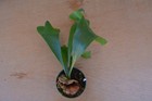 RARE PLATYCERIUM HILLII WIDE IN 4" POT - STAGHORN US GROWN — photo 3