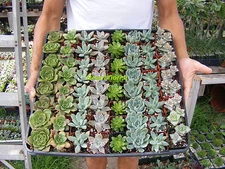 64 Assorted Rosette type Succulent Plants - 2 inch pot !! Great for wedding!!