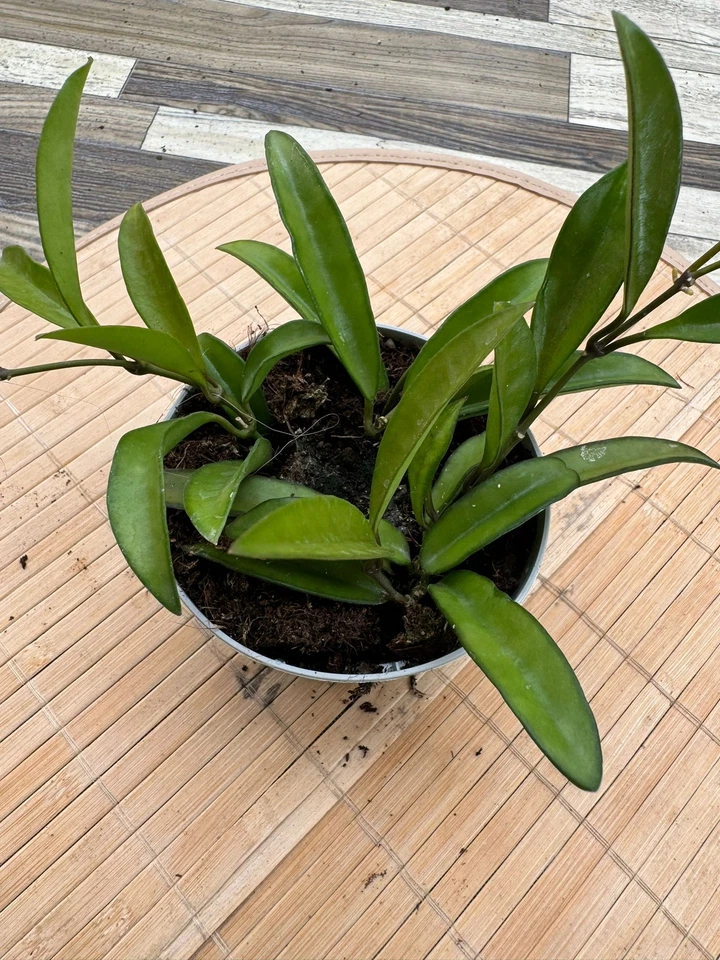 Hoya wayetii fiore di cera foto reali pianta grassa - Immagine 2 di 4