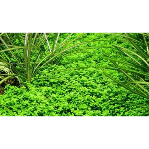 Micranthemum Monte Carlo Pot - Type 2 - Picture 1 of 2