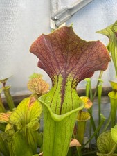 Carnivorous Plant - Sarracenia flava X S. alata red throat- 20+ seeds (Mar 2026)