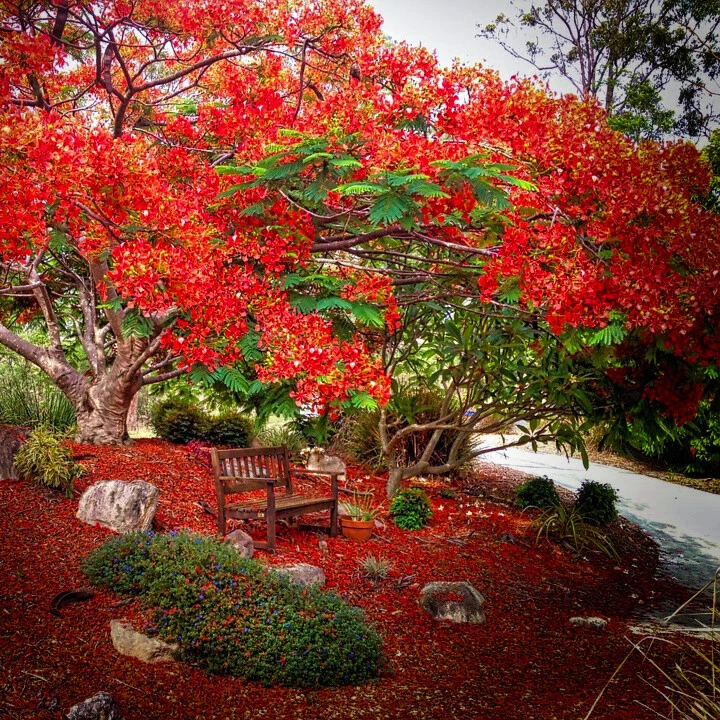 Delonix regia (Royal Poinciana Flame Tree) 3 Seeds RARE Flowers Indoor Bonsai UK - Image 4 of 4