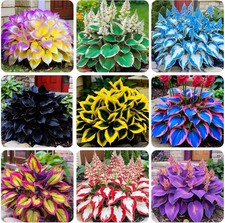 220 Mixed Rare Hosta Seeds for Planting-Attract Pollinators Perennial Garden De