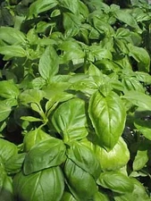 Basil Envigor    250 seeds