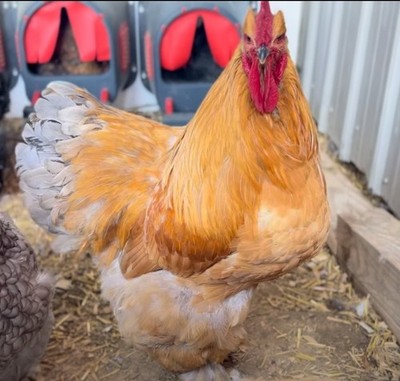 6 + Giant Large Standard Cochin Pure Hatching Eggs  Fertile  Gentle Giants!