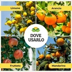 Foto 7 di 10