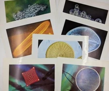 7 Vintage Photo Prints Dicalite Diatom Collection 1000X Magnification Algae