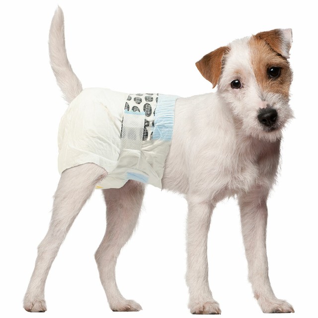 simple solution dog diapers