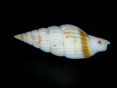 MITRA ''VEXILLUM'' LEFORTI: CURRENTLY THE ONLY ONE ON EBAY @ 21,72MM!