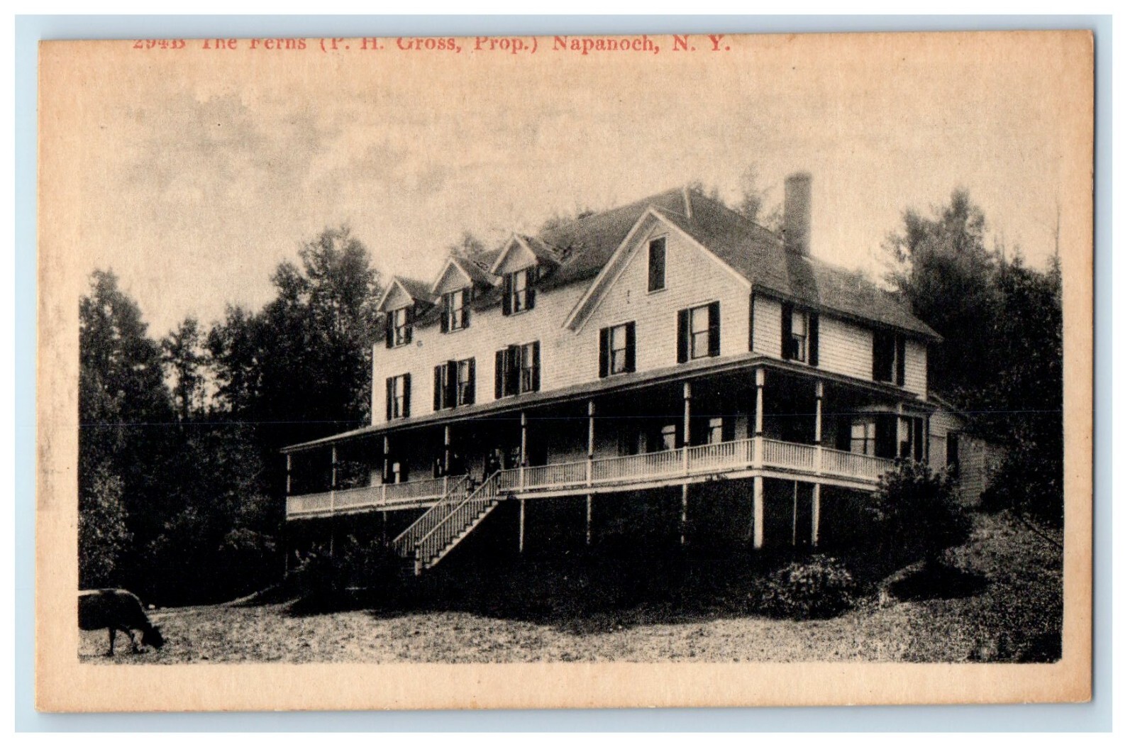 c1910's The Ferns P. H. Gross Prop. Napanoch New York NY Antique Postcard eBay