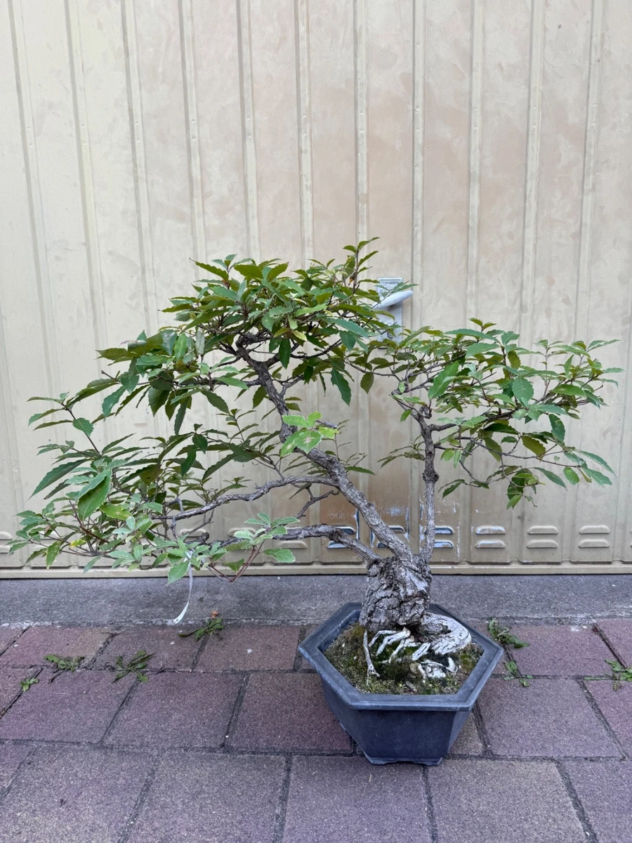 drachenbaum luftverbesserer Drachenbaum 'Compacta' kaufen | Dracaena deremensis 'Compacta' main image 1