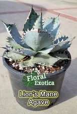 Agave Titanota 'Lion's Mane' - Starter Pup