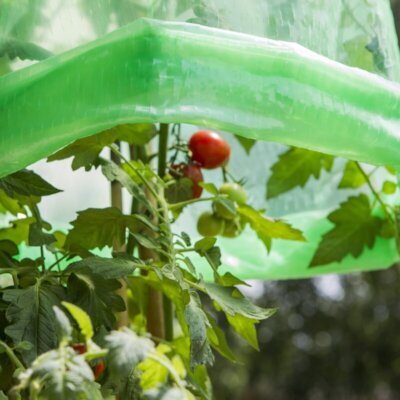 Windhager Tomaten Folien-Reifehaube, 5er Set, Folie 50 µm, 125 x 65 cm