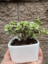 Portulacaria Afra  Manny  Variegated Elephant Bush Pre Bonsai
