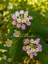 Digital Image Picture Photo JPEG - wild flower on the road side