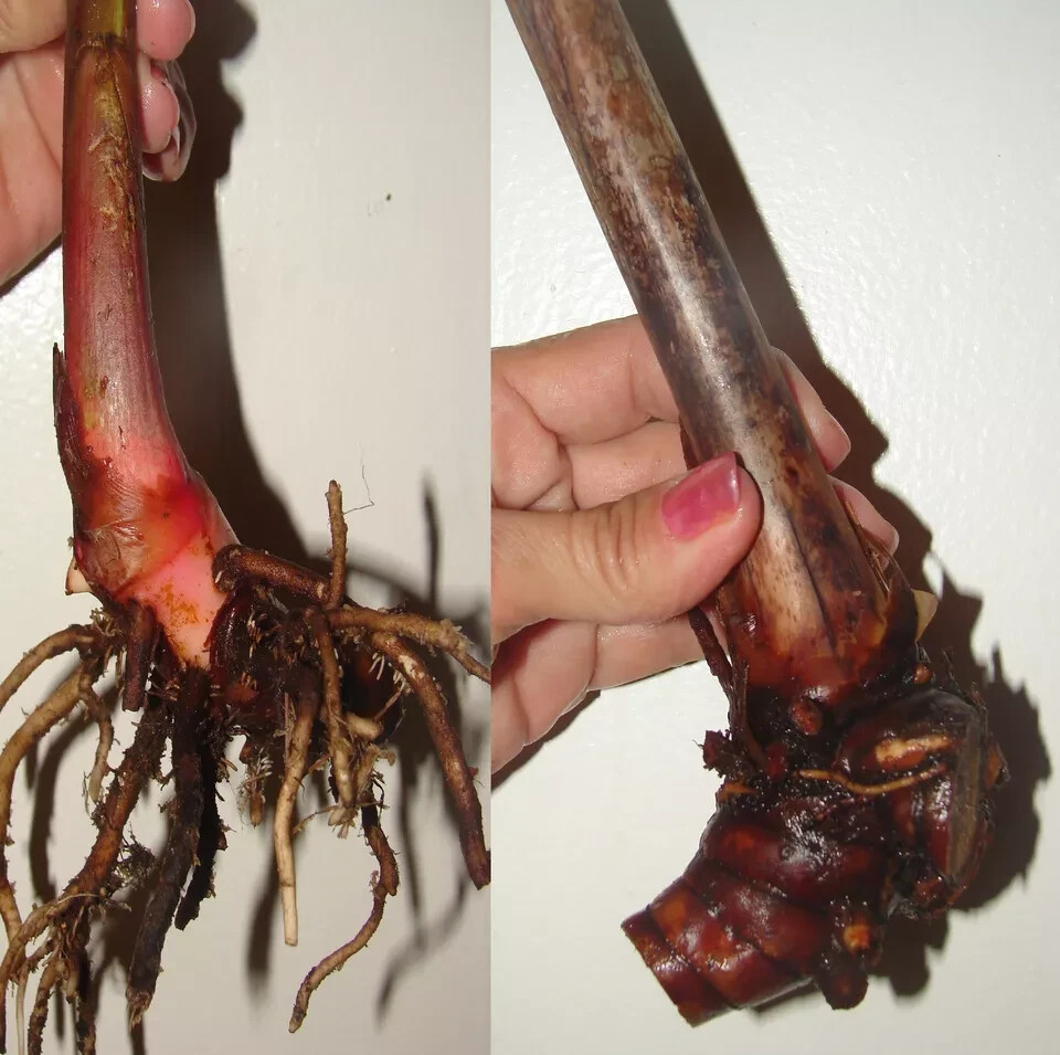5+ Roots HELICONIA LIVE PLANT Rooted Cutting Tropical Exotic Roots