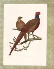 Offset Print 1962: Hunting Pheasant Phasianus colchicus Linnaeus Birds