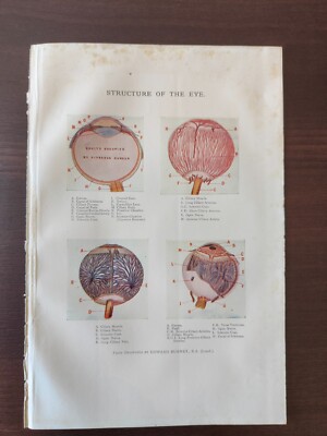  VINTAGE ORIGINAL FARBDRUCK - MENSCHLICHE ANATOMIE - STRUKTUR DES AUGES - 1906-8