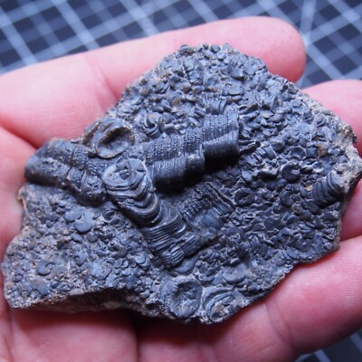71g Mahoumacrinus sp. Scyphocrinites elegants Crinoid Devonian Fossil 113