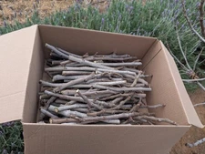 Bulk - 100 Fig Tree Cuttings - Shubin Fig