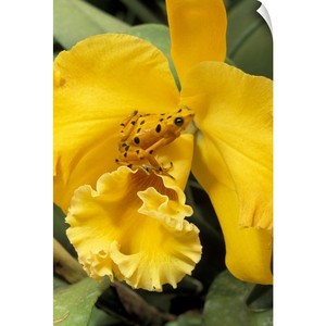 Panama El Nispero Region Golden Frog on Yellow Bird Orchid ...