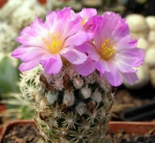 Escobaria minima SB423, seeds 100 pcs