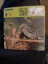 Animal Flashcards 1976 
