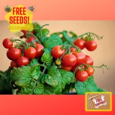 Fresh Red Robin Tomato Seeds | Heirloom & Non-GMO | Fresh Vegetable Seeds