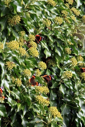 SAMEN Blühender, schnell rankender Efeu begrünt und schmückt jeden Garten !
