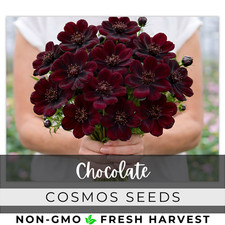 Cosmos Seeds 100+ Seeds - Chocolate - Flower Seeds, Annual Seeds, Bulk