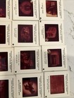 Lot 41x King Tut 35mm Film Slide Photos MMA 1976 Cairo Egypt Tutankhamun Photos — photo 5