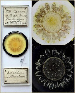 Henry Ebbage Antique Microscope Slide. Spadix of Purple Arum